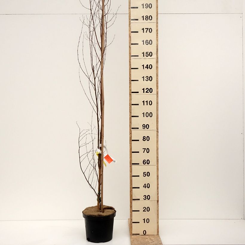 Spécimen de Betula pendula Fastigiata - Bouleau fastigié en pot de 7,5L/10L tel que livré en hiver