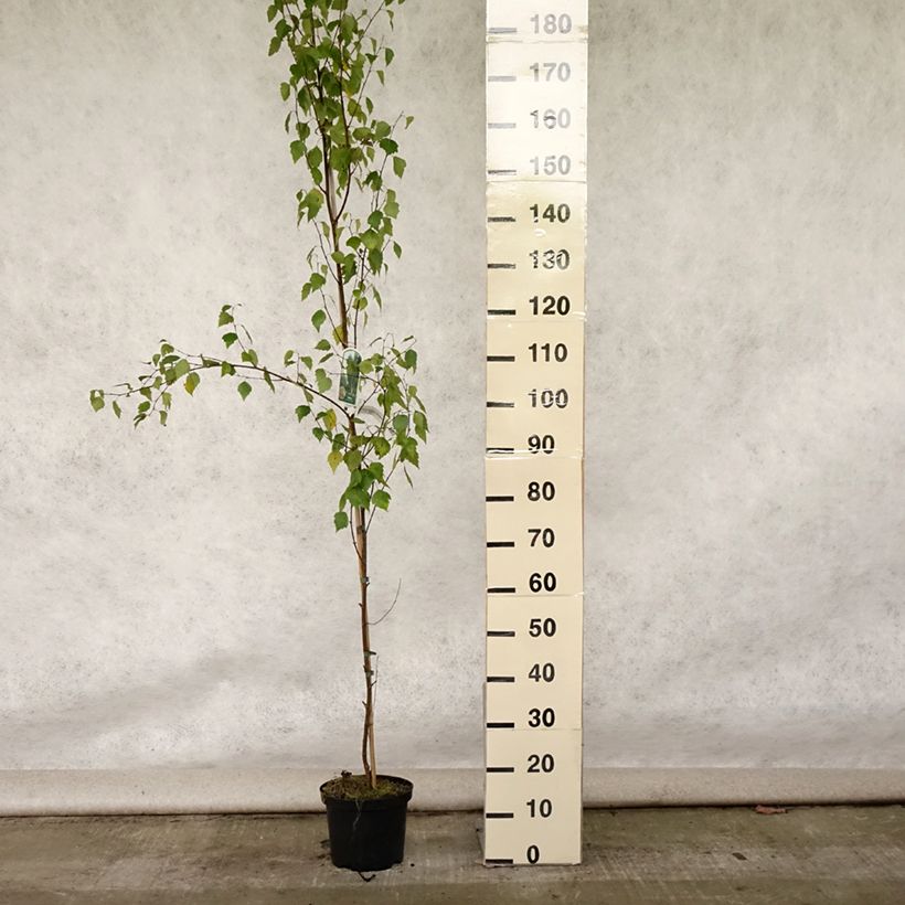 Spécimen de Betula pendula Fastigiata - Bouleau fastigié Pot de 3L/4L tel que livré en été