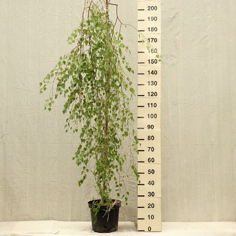 Spécimen de Betula pendula Magical Globe - Bouleau commun Pot de 7,5L/10L, Tige tel que livré en été