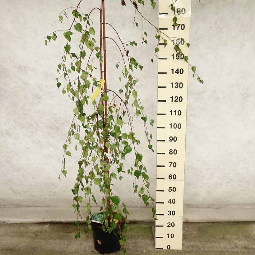 Spécimen de Bouleau pleureur Youngii - Betula pendula Pot de 7,5L/10L tel que livré en été