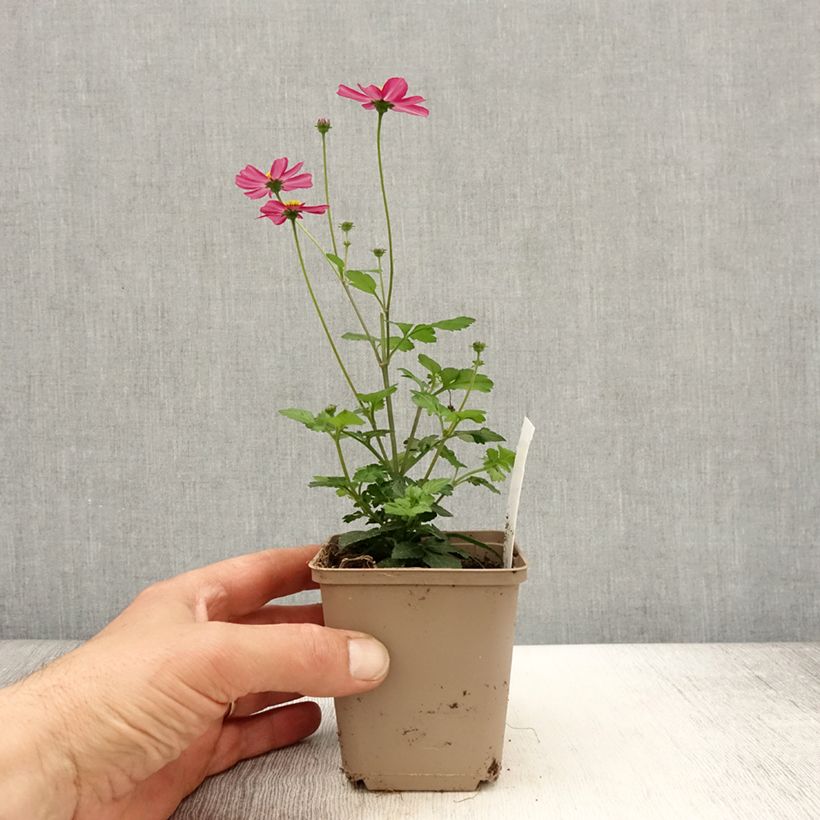 Spécimen de Bidens Stoplight - godet de 8/9cm tel que livré au printemps