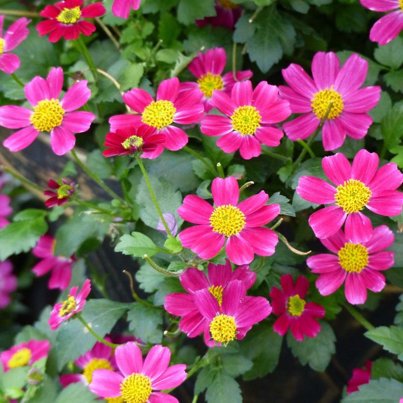 Bidens Stoplight (Floraison)