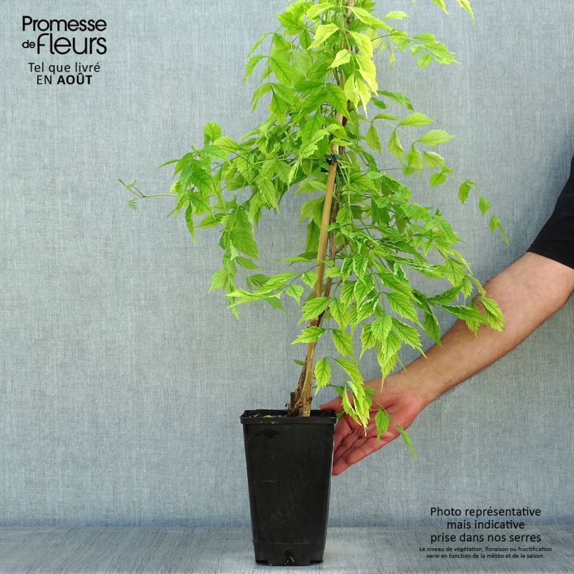 Spécimen de Bignone, Trompette de Virginie Atropurpurea - Campsis radicans Pot de 2L/3L tel que livré en été