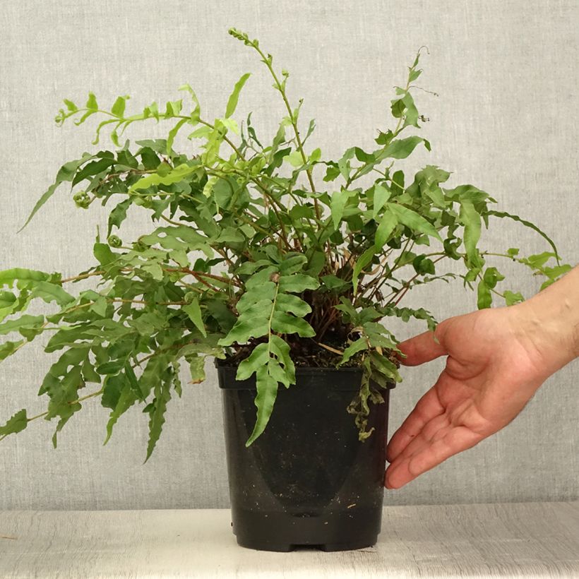 Spécimen de Blechnum novae-zelandiae Pot de 3L/4L tel que livré en été