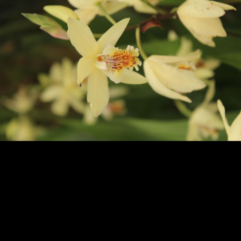 Bletilla ochracea - Bletilla ochracée (Floraison)