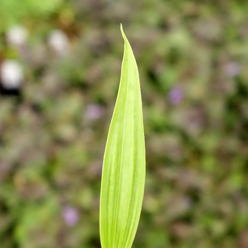 Bletilla ochracea - Bletilla ochracée (Feuillage)