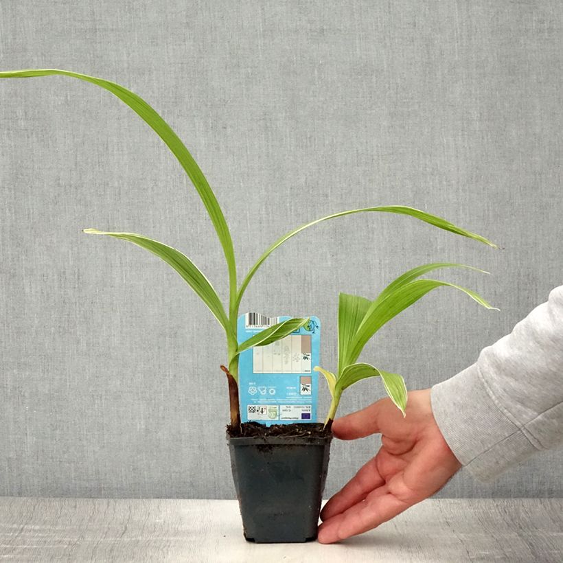 Spécimen de Bletilla striata Alba - Orchidée jacinthe Blanche  Godet de 8/9 cm calibre I tel que livré en été