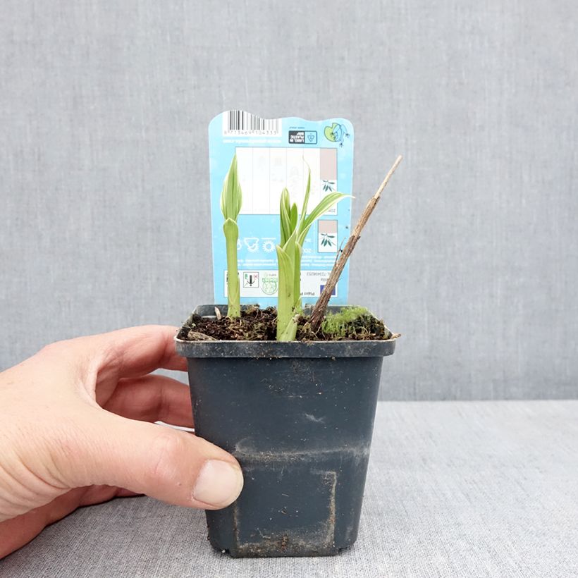 Spécimen de Bletilla striata Alba - Orchidée jacinthe Blanche  - Godet de 8/9 cm tel que livré au printemps