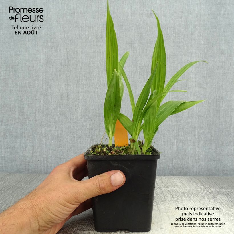 Spécimen de Bletilla striata Alba - Orchidée jacinthe Blanche  Pot de 1L/1,5L tel que livré en été