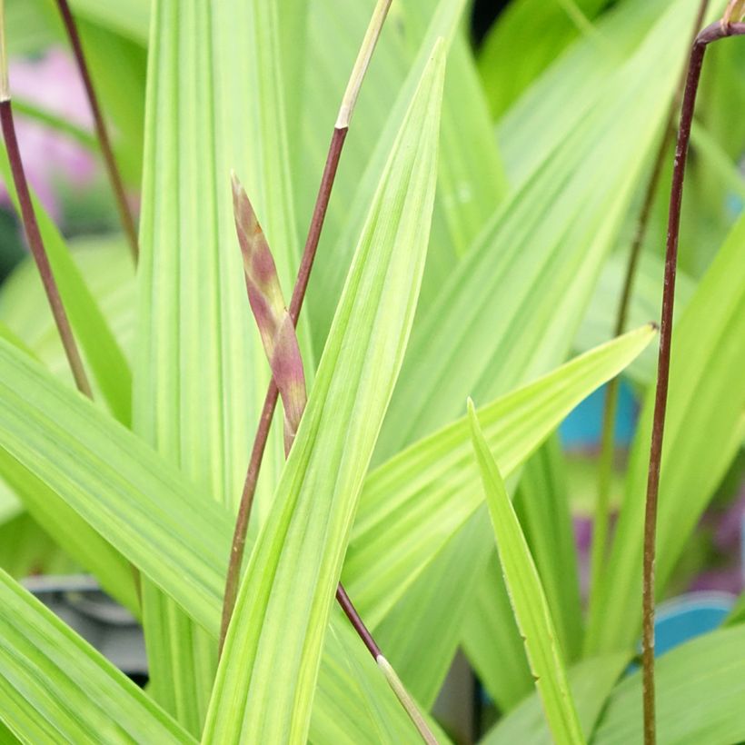 Bletilla striata - Orchidée jacinthe (Feuillage)