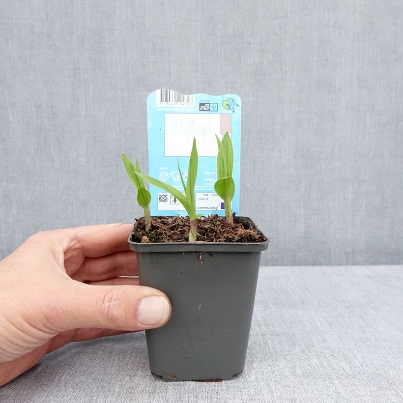 Spécimen de Bletilla striata - Orchidée jacinthe - Godet de 8/9 cm tel que livré au printemps