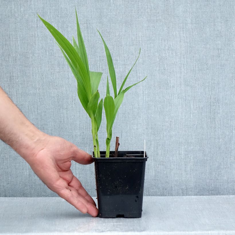Spécimen de Bletilla striata Purple - Orchidée jacinthe Godet de 8/9 cm tel que livré en été