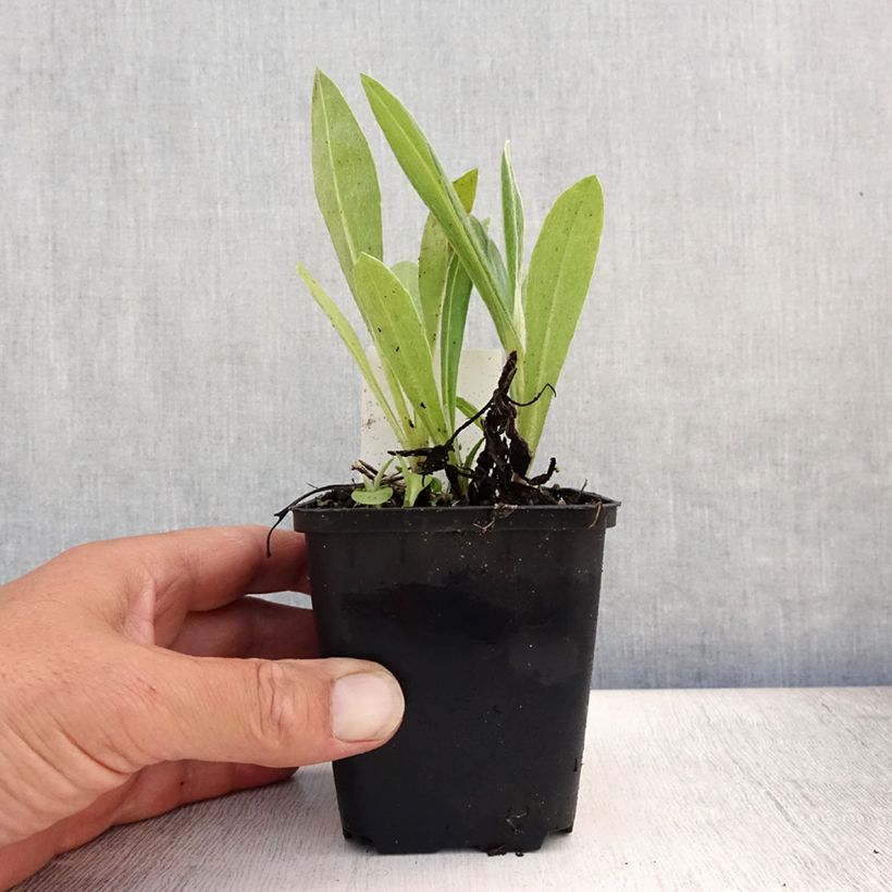 Spécimen de Bleuet des Montagnes bleu - Centauree bleue Montana Coerulea Godet de 8/9 cm tel que livré en été
