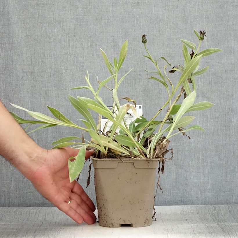 Spécimen de Bleuet des montagnes - Centaurée montana Amethyst in Snow Pot de 1,5L/2L tel que livré en été