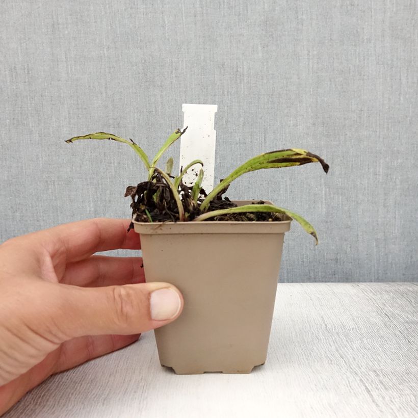 Spécimen de Bleuet des montagnes noir - Centaurée Black Sprite Godet de 8/9 cm tel que livré en été