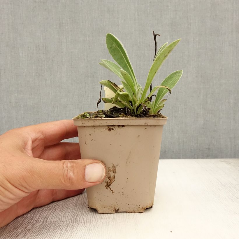 Spécimen de Bleuet des montagnes noir - Centaurée montana Jordy Godet de 8/9 cm tel que livré en été