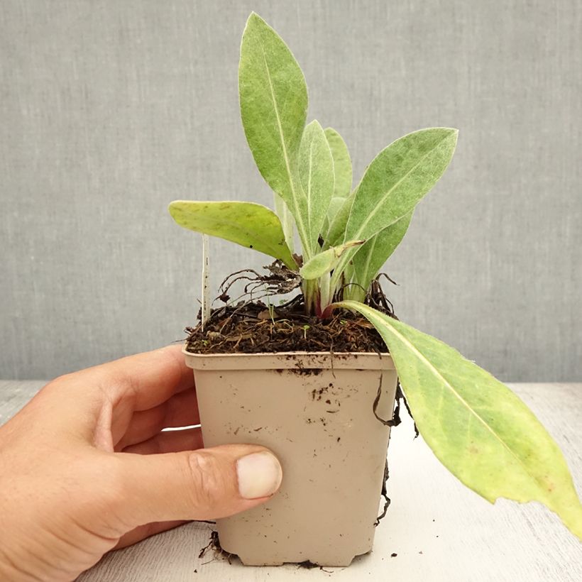 Spécimen de Bleuet des montagnes rose - Centaurée Carnea Godet de 8/9 cm tel que livré en été