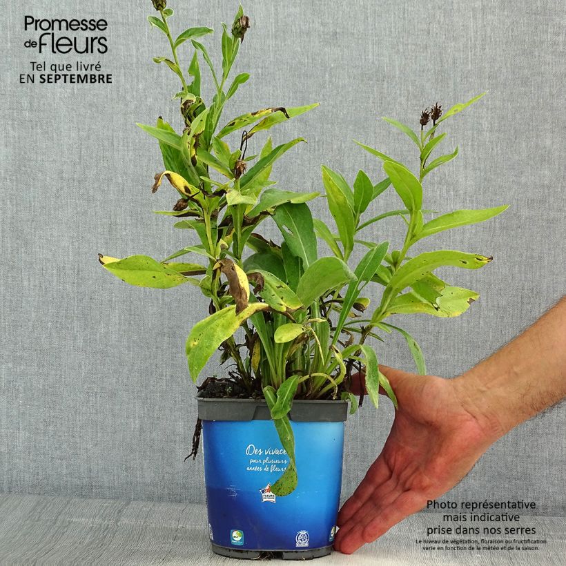 Spécimen de Bleuet des montagnes Sulphurea - Centaurea montana Pot de 2L/3L tel que livré en été