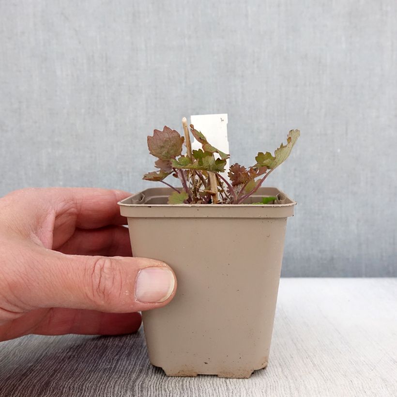 Spécimen de Bocconie cordée Flamingo - Macleaya cordata Godet de 9cm tel que livré au printemps