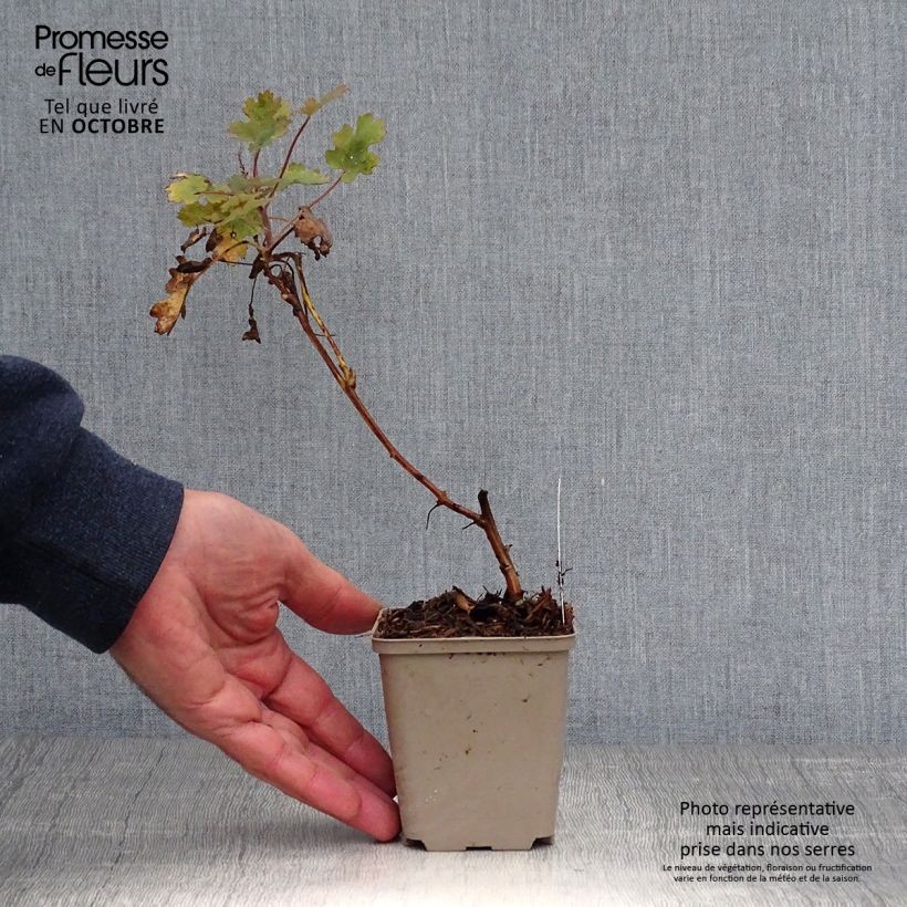 Spécimen de Bocconie Spetchley Ruby - Macleaya microcarpa Godet de 8/9 cm tel que livré en automne