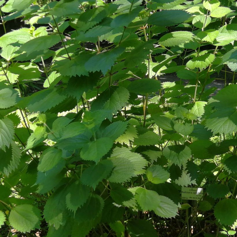 Boehmeria cylindrica (Feuillage)