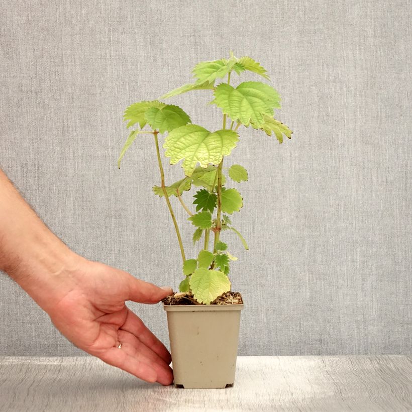 Spécimen de Boehmeria platanifolia - Ramie à feuilles de platane Godet de 8/9 cm tel que livré en été