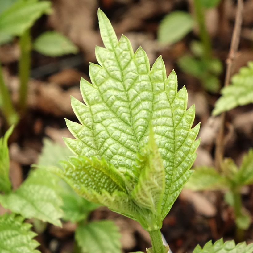 Boehmeria spicata - Ortie de Chine arbustive (Feuillage)