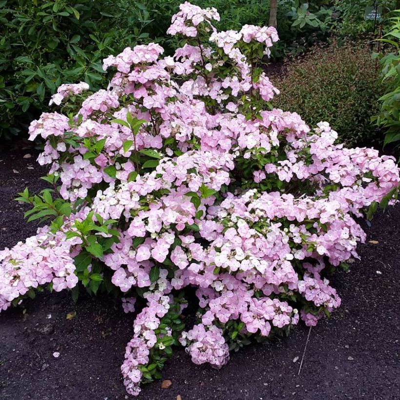 Hortensia - Hydrangea French Bolero (Floraison)