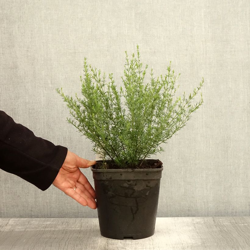 Spécimen de Boronia pilosa Rose Blossom - Boronie velue Pot de 4L/5L tel que livré en automne