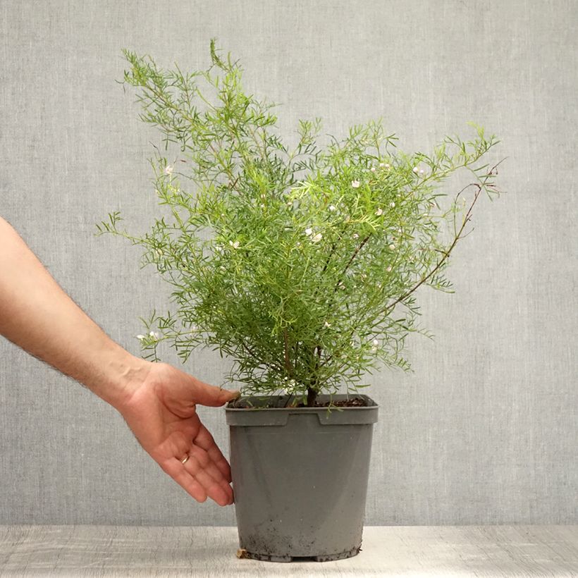 Spécimen de Boronia pinnata var. muelleri - Boronie forestière Pot de 4L/5L tel que livré en été