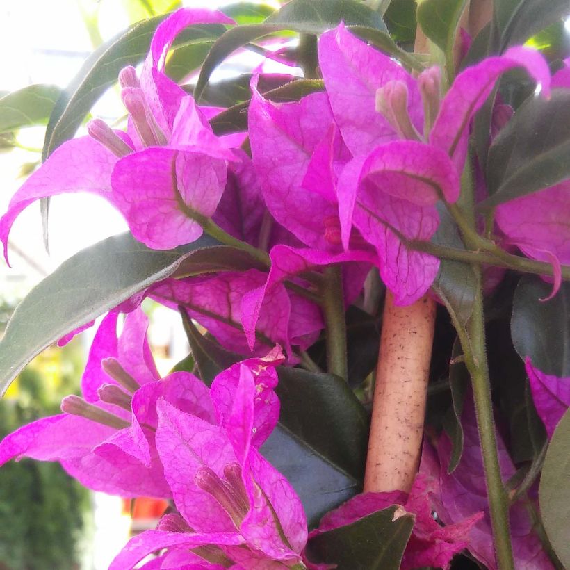 Bougainvillier glabra Sanderiana (Floraison)