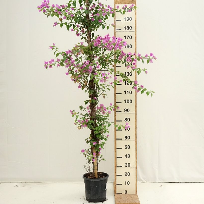 Spécimen de Bougainvillier glabra Sanderiana Pot de 12L/15L tel que livré en été
