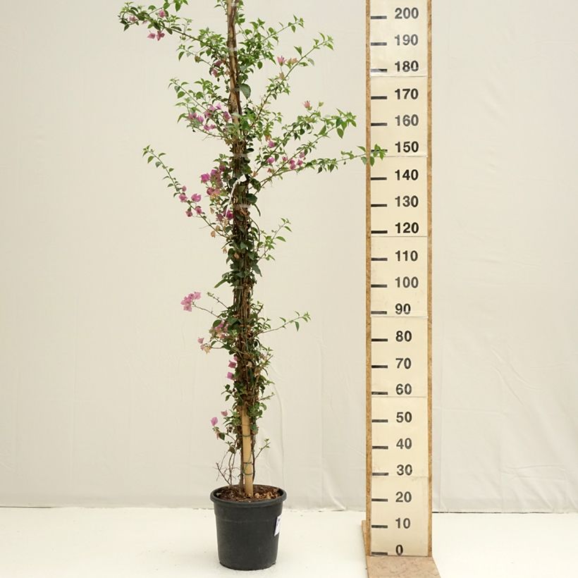 Spécimen de Bougainvillier glabra Sanderiana Pot de 12L/15L tel que livré au printemps