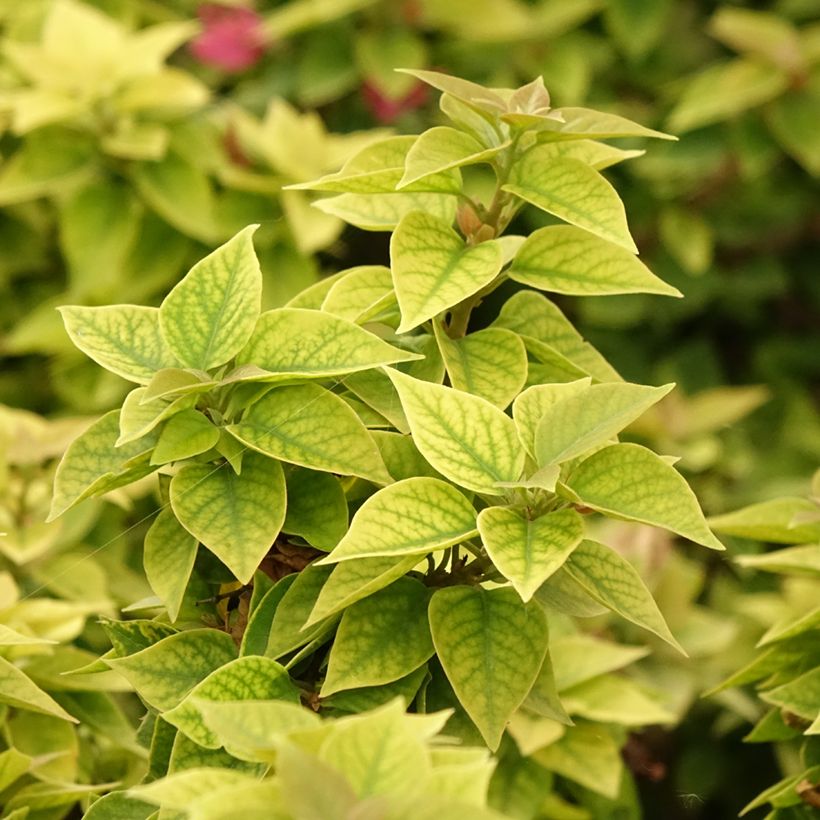 Bougainvillier Mini Thaï (Feuillage)