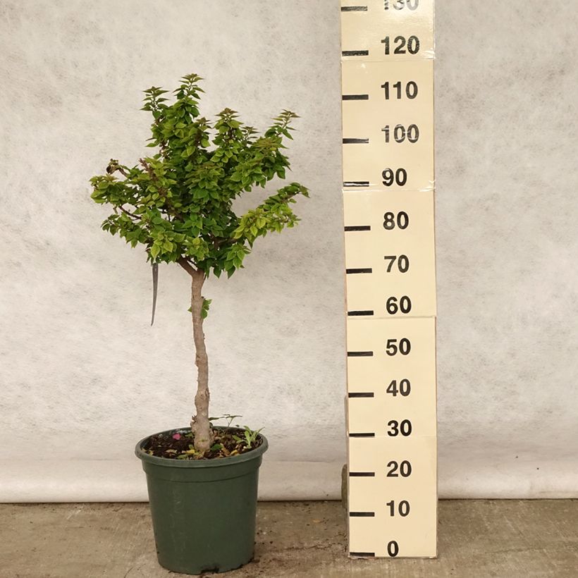 Spécimen de Bougainvillier Mini Thaï Pot de 12L/15L, Tige de 60 cm tel que livré en été