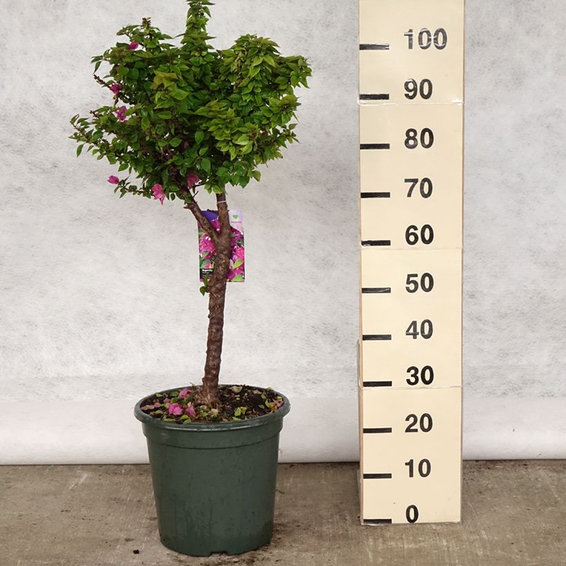 Spécimen de Bougainvillier Mini Thaï en pot de 15L tel que livré au printemps