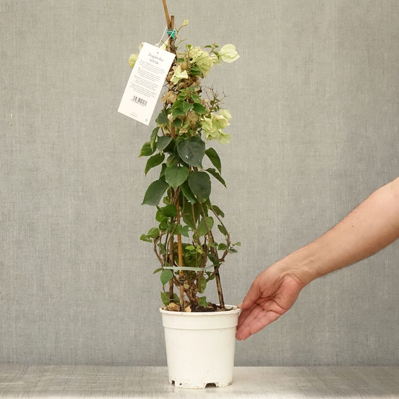 Spécimen de Bougainvillier spectabilis Blanc Pot de 2L/3L tel que livré en été