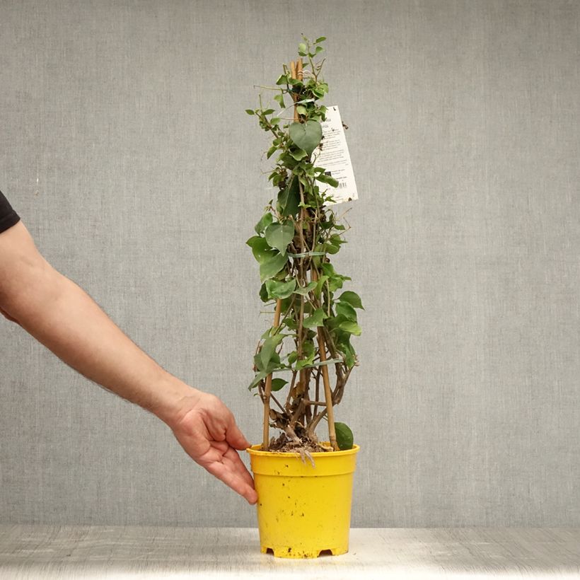 Spécimen de Bougainvillier spectabilis Jaune Pot de 2L/3L tel que livré en été