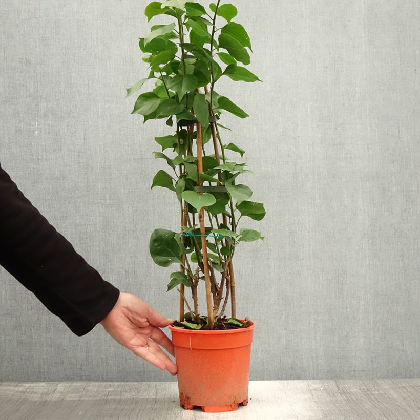 Spécimen de Bougainvillier spectabilis Orange Pot de 2L/3L tel que livré en automne
