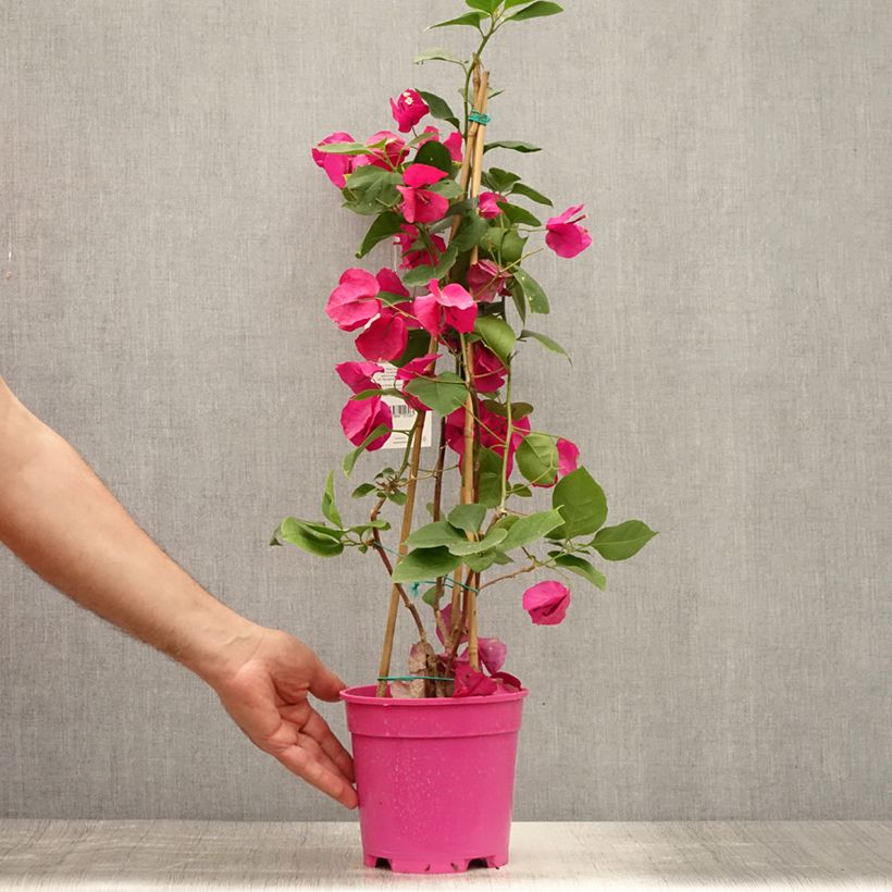 Spécimen de Bougainvillier spectabilis Pourpre violacé Pot de 2L/3L tel que livré en été