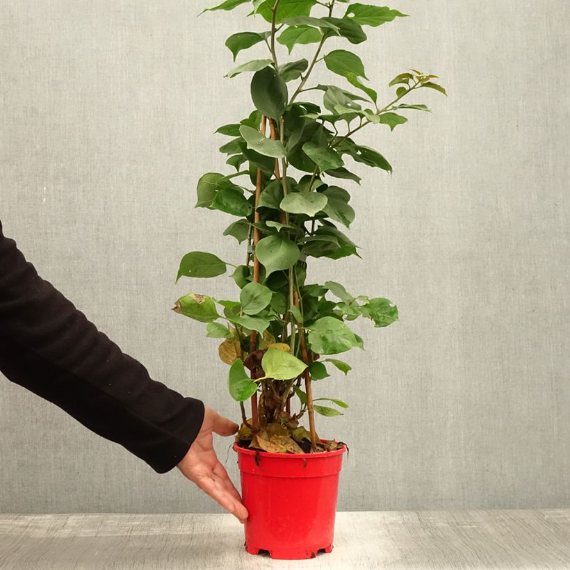 Spécimen de Bougainvillier spectabilis Rouge foncé Pot de 2L/3L tel que livré en automne