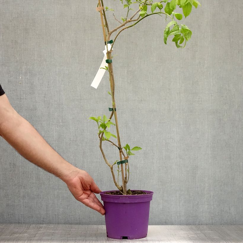 Spécimen de Bougainvillier Violet de Mèze Pot de 3L/4L tel que livré en été