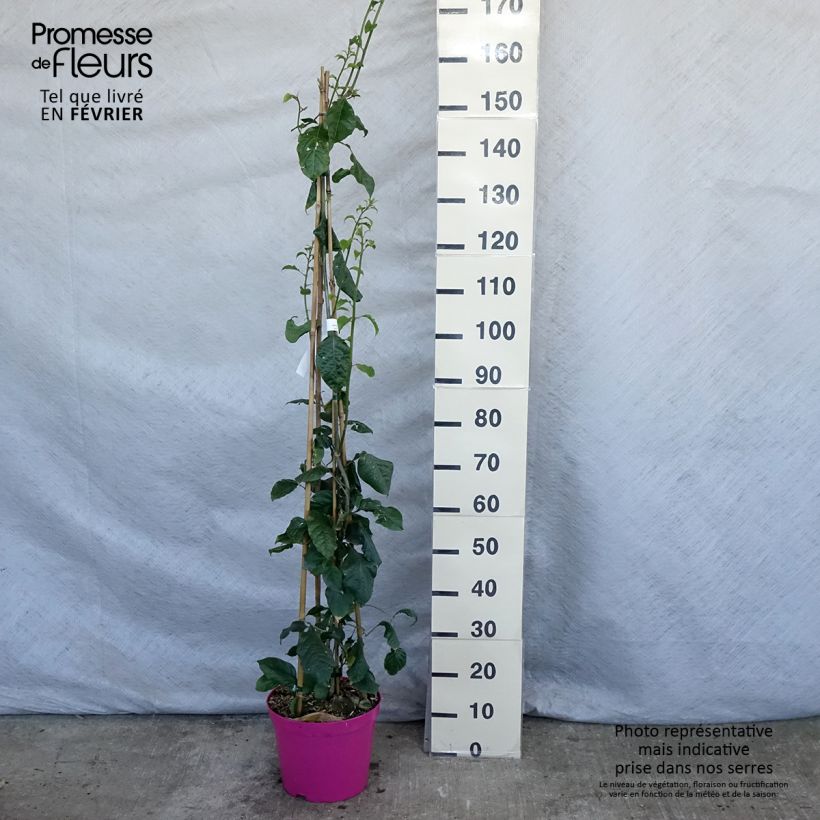 Spécimen de Bougainvillier Violet de Mèze Pot de 7,5L/10L tel que livré en hiver