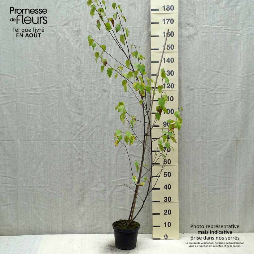 Spécimen de Bouleau de Chine - Betula albosinensis Fascination Pot de 2L/3L tel que livré en été
