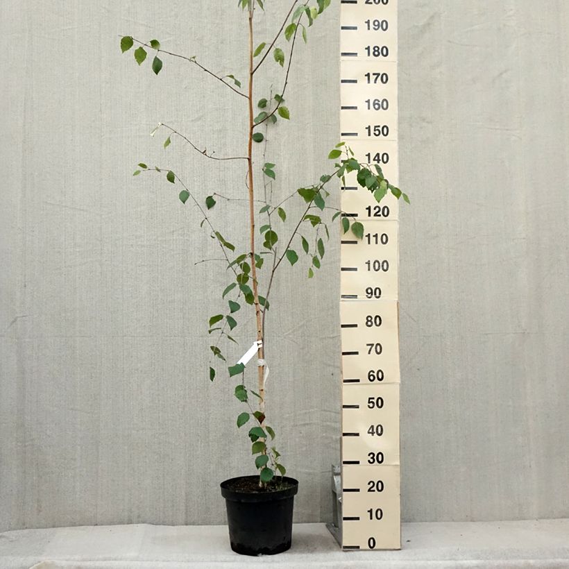 Spécimen de Bouleau de l'Himalaya - Betula utilis jacquemontii Pot de 7,5L/10L tel que livré en été