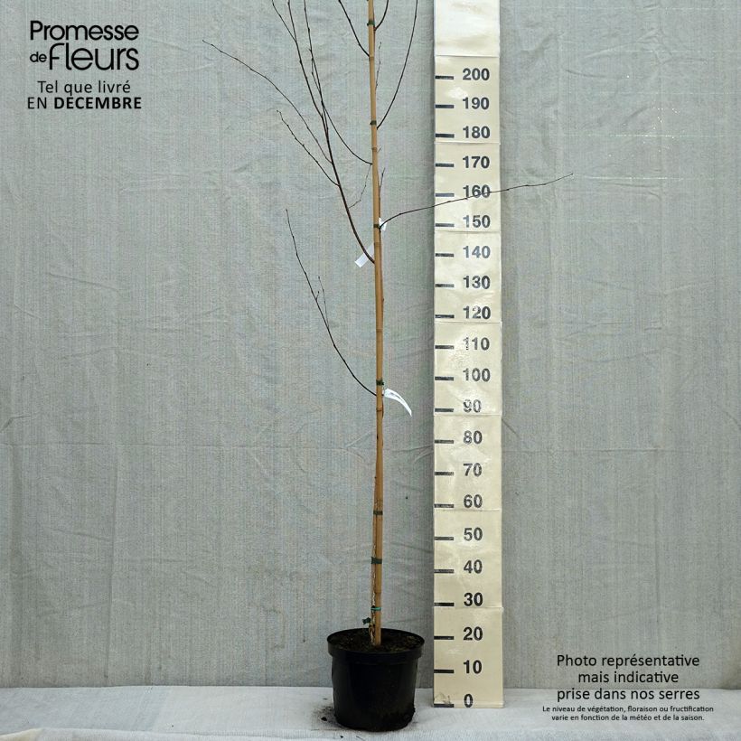 Spécimen de Bouleau de l'Himalaya - Betula utilis jacquemontii tel que livré en hiver