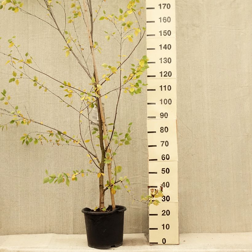 Spécimen de Bouleau noir - Betula nigra Heritage Pot de 12L/15L tel que livré en été