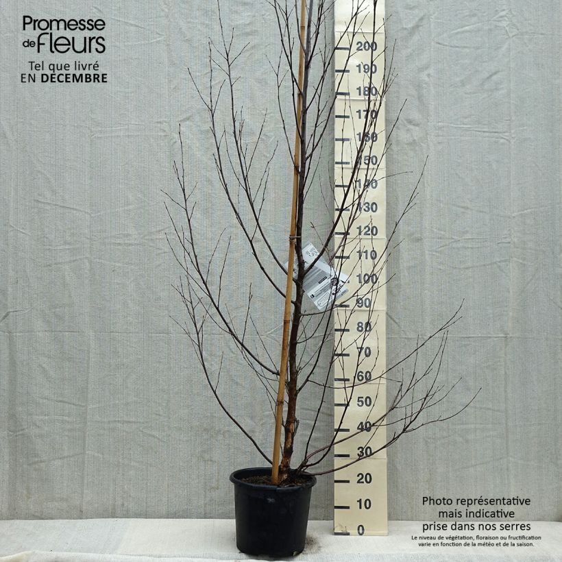 Spécimen de Bouleau noir - Betula nigra Heritage tel que livré en hiver
