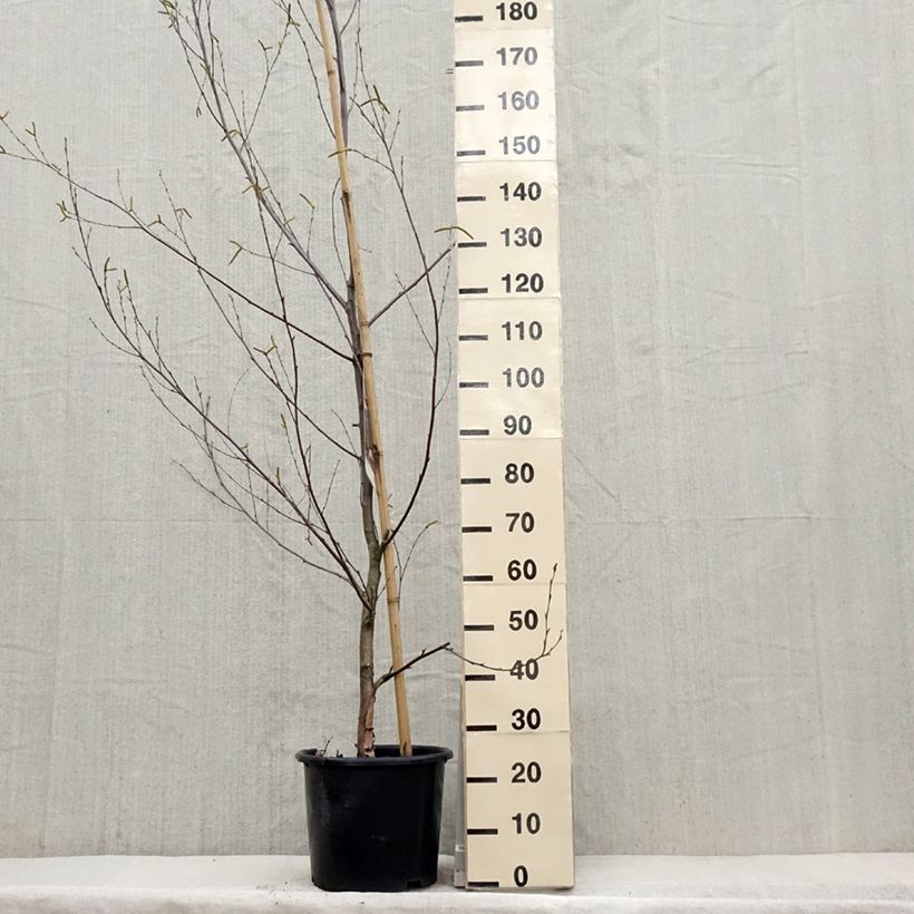 Spécimen de Bouleau noir - Betula nigra Heritage Pot de 12L/15L tel que livré au printemps