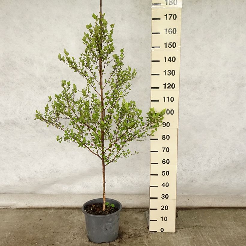 Spécimen de Bouleau noir - Betula nigra Pot de 12L/15L tel que livré en été